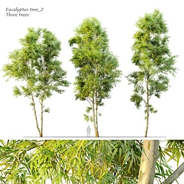 Black Gum Eucalyptus Tree Pack 3D model image 1 