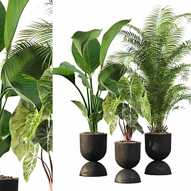 115 Plant Collection: Alocasia Dragon + Palm Areca + Strelitzia 3D model image 1 