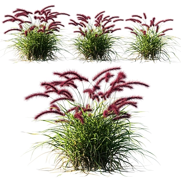 Vibrant Purple Fountain Grass 3D model image 1 