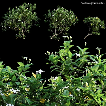 Exquisite Gardenia Plant Collection 3D model image 1 