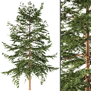 Japanese Larch Tree: Stunning Deciduous Conifer 3D model image 1 