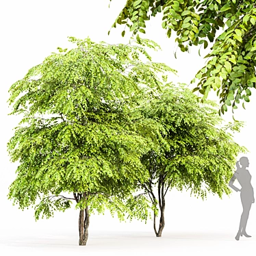  European Bladdernut Tree Duo 3D model image 1 