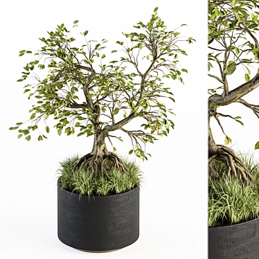 Zen Bonsai Set: Indoor Plant 234 3D model image 1 