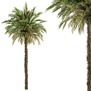 Exquisite Pygmy Date Palm - Set 51 3D model image 1 