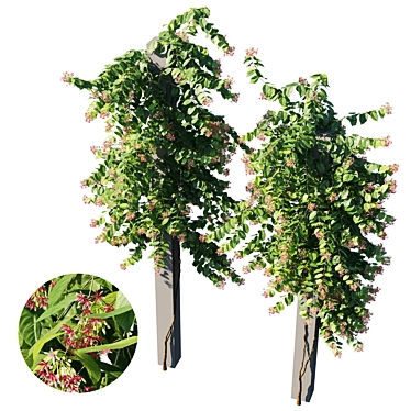 Combretum Indicum 02: High-Quality 3D Model 3D model image 1 