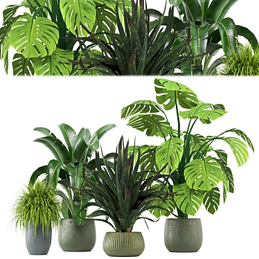 Tropical Greenery - Set of Indoor Plants 3D model image 1 