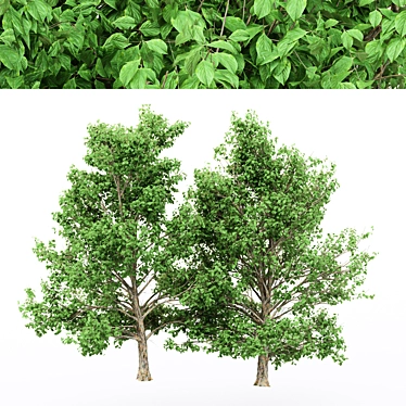 Korean Stewartia: 4 Gorgeous Trees 3D model image 1 