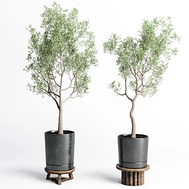 Concrete Vase Pot Tree Olive: Indoor Plant Collection 3D model image 1 