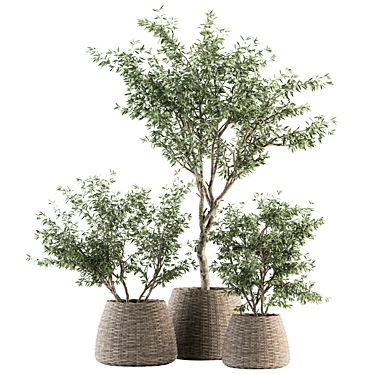 Olive Oasis: Indoor Plant Set 3D model image 1 