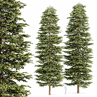 Black Spruce Pine: Stunning 3D Model 3D model image 1 
