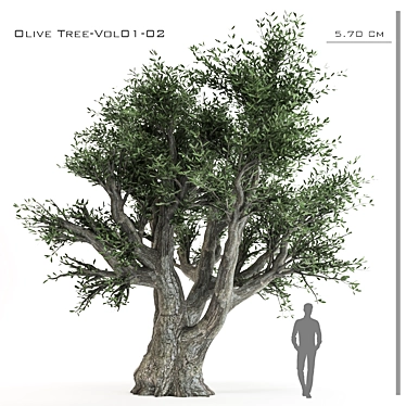Artsy Olive Tree 3D Model 3D model image 1 