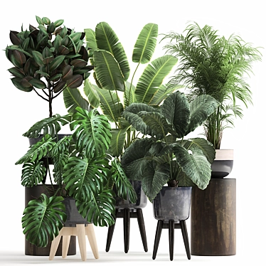 Tropical Plant Collection: Exotic Monstera, Alocasia, and Ficus 3D model image 1 