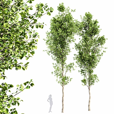 Birch 2 Trees - 3D Models With High Resolution 3D model image 1 