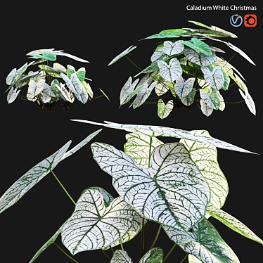 Caladium White Christmas - 3D Model 3D model image 1 