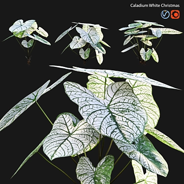 Snowy Caladium: Angelic White Christmas 3D model image 1 