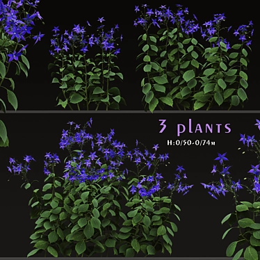 Title: Borago officinalis Starflower Trio 3D model image 1 