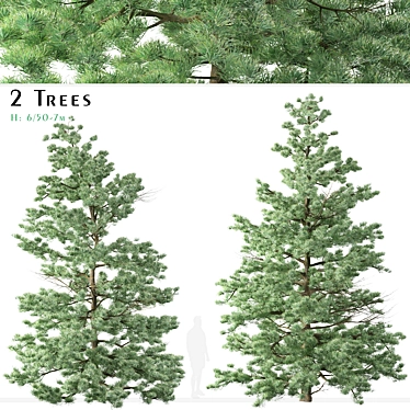 Pristine Duo: White Fir Trees 3D model image 1 