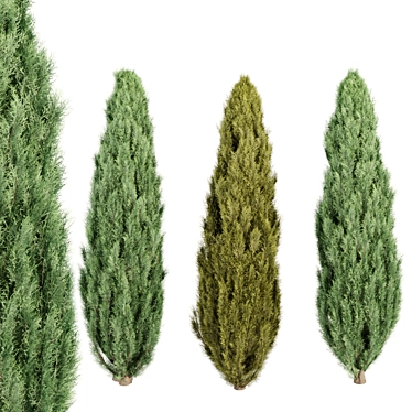 Evergreen Juniper Trees Collection 3D model image 1 