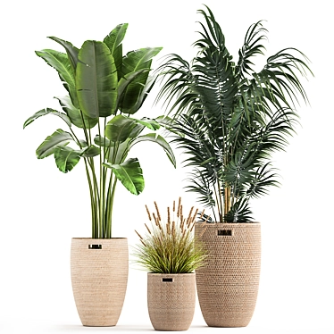 Exotic Plant Collection: Decorative Reeds, Banana Palm & More 3D model image 1 