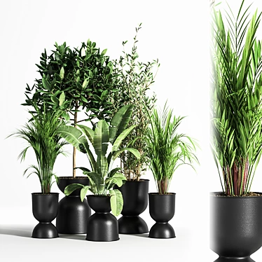 Indoor Plant Set 01Z: Beautiful and Versatile 3D model image 1 