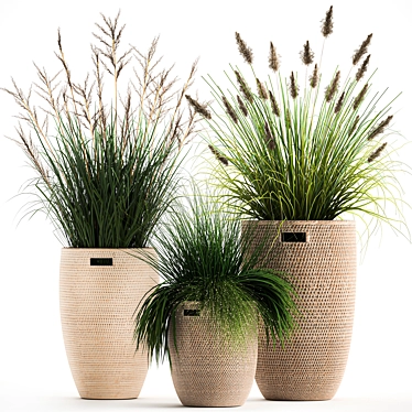 Exotic Plant Collection: Decorative Grasses & Reeds in Rattan Baskets - Perfect for Indoor and Outdoor Décor 3D model image 1 