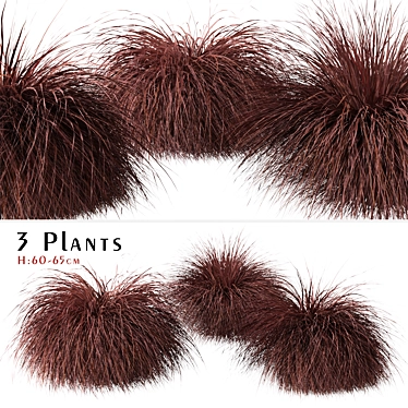 Lush New Zealand Hair Sedge: Trio of Cascading Carex Comans Plants 3D model image 1 