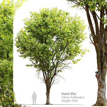 Dutch Elm Tree: Height 12m 3D model image 1 