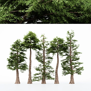 5 Different Western Red Cedar Trees 3D model image 1 
