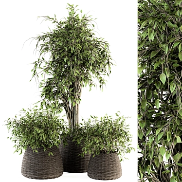 Green Oasis Indoor Plant Set 3D model image 1 