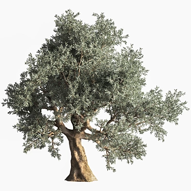 Beautiful Olive Tree 3D Model 3D model image 1 