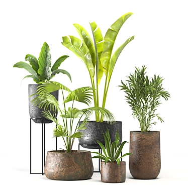 Tropical Oasis Plant Set 3D model image 1 