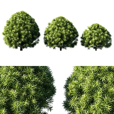 Podocarpus 03: 3D Model for 3Ds Max 3D model image 1 