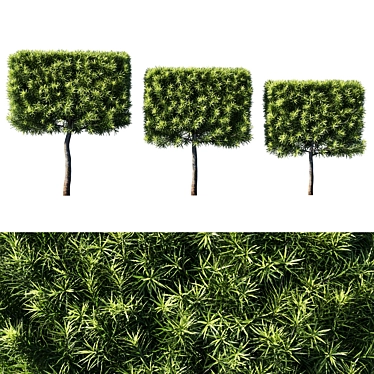Lush Podocarpus Macrophyllas 03 3D model image 1 