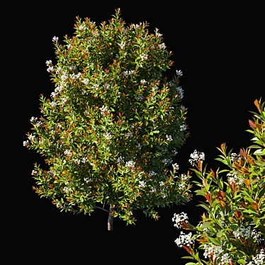 Red Robin Photinia: Compact and Vibrant Garden Shrub 3D model image 1 