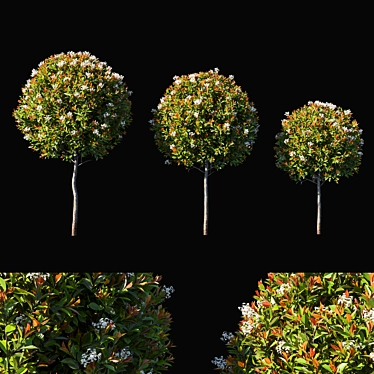 Compact Photinia Fraseri Little Red Robin Bush 3D model image 1 