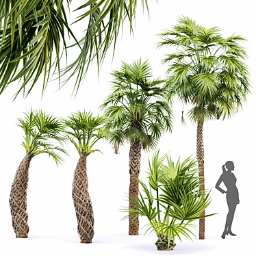 Sabal Palmetto: Versatile Cabbage Palm 3D model image 1 