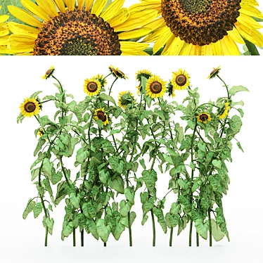 10 Varieties of Bush Sunflowers | 3D Models 3D model image 1 