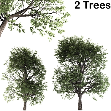 Sweet Cherry Trees (2 Pack) 3D model image 1 