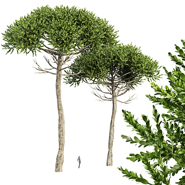 Monkey Puzzle 2 Trees Araucaria Araucana: Stunning 3D Model 3D model image 1 