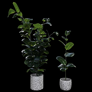 Realistic Rubber Fig Plant 3D model image 1 