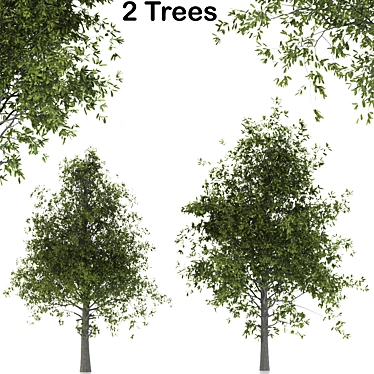 Twin Almond Trees - Abundant Harvest! 3D model image 1 
