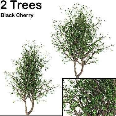 Black Cherry Duo: 2 Trees 3D model image 1 