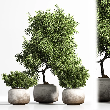 Elegant Indoor Plant Set 3D model image 1 