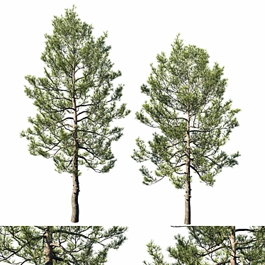 Premium Cedar Tree 3D Model 3D model image 1 