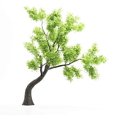 Outdoor Bonsai - 2016 Model 3D model image 1 