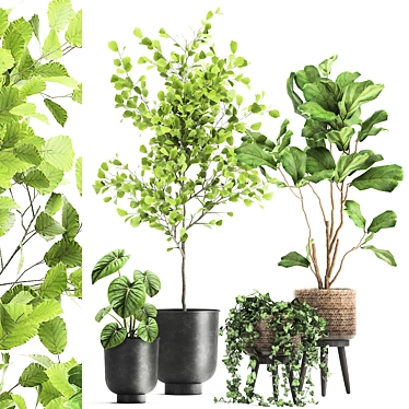 Exotic Plant Collection: Decorative Trees & Indoor Foliage 3D model image 1 