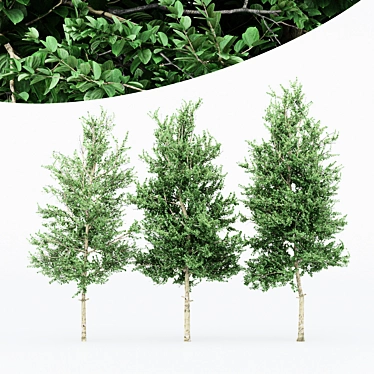 Variety of Carolina Buckthorn Trees 3D model image 1 
