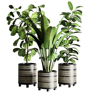 119 Plant Collection: Ravenala, Ficus Rubbery, Ficus Lyrata 3D model image 1 