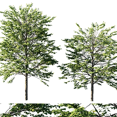 Platanus acerifolia 04 - Detailed 3D Model 3D model image 1 