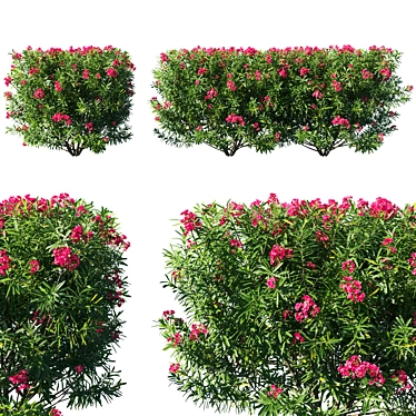 Nerium Oleander 05: Elegant Floral Collection 3D model image 1 